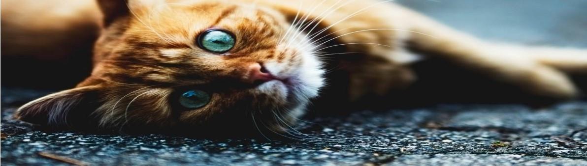  زنده گیر اتیلا         