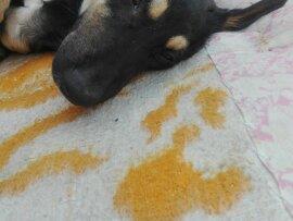 برای حیوانی که آسیب دیده است چه باید بکنیم