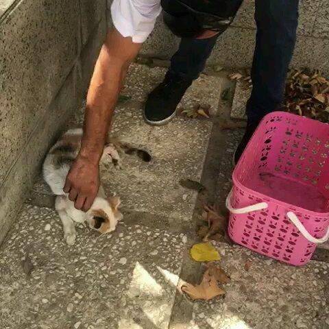 آتیلا امدادگر حیوانات