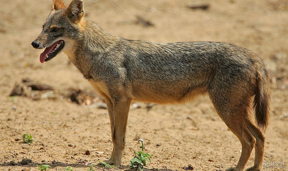  حاصل س** سگ و  شغال