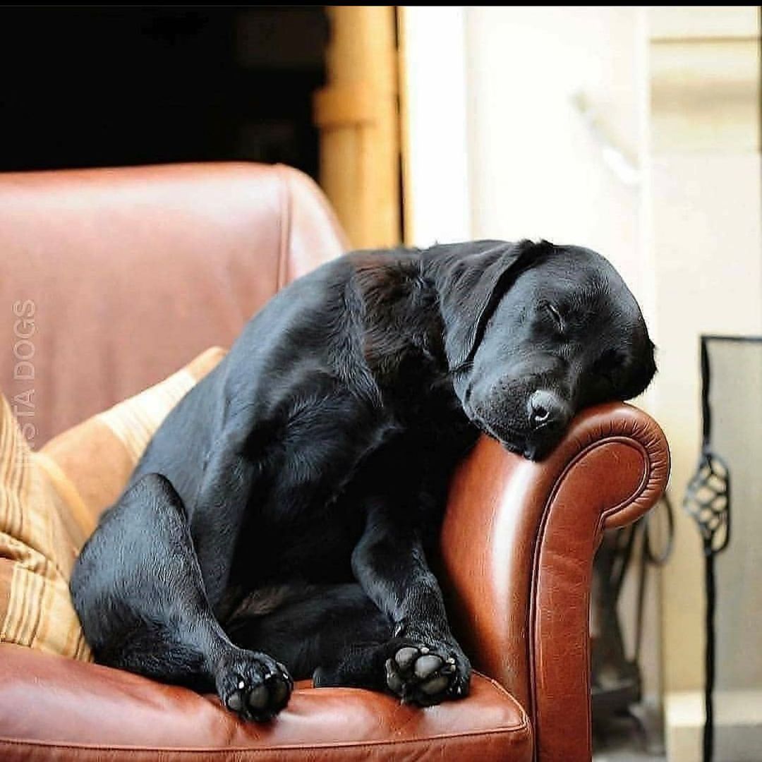 دانستنی حیوانات - راهنمای انتخاب و مراقبت  از سگ های خانگی