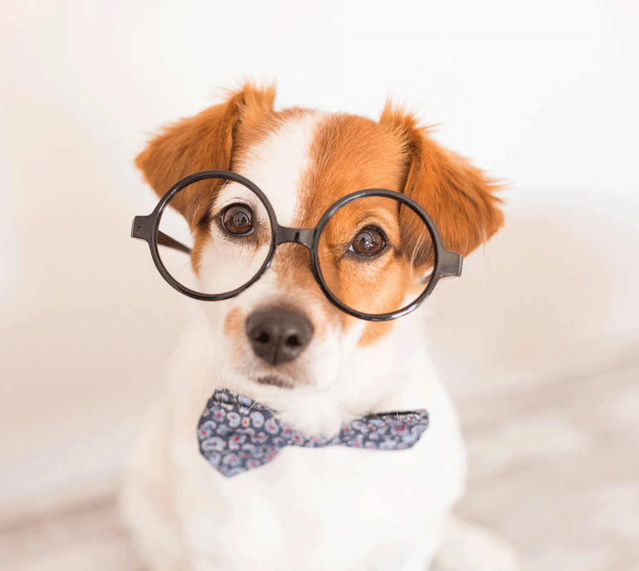 دانستنی حیوانات - هوش سگ ها خارق العاده نیست