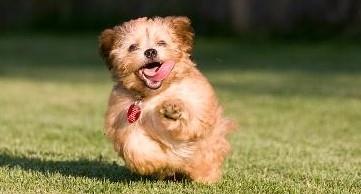  نگهداری حیوانات خانگی 