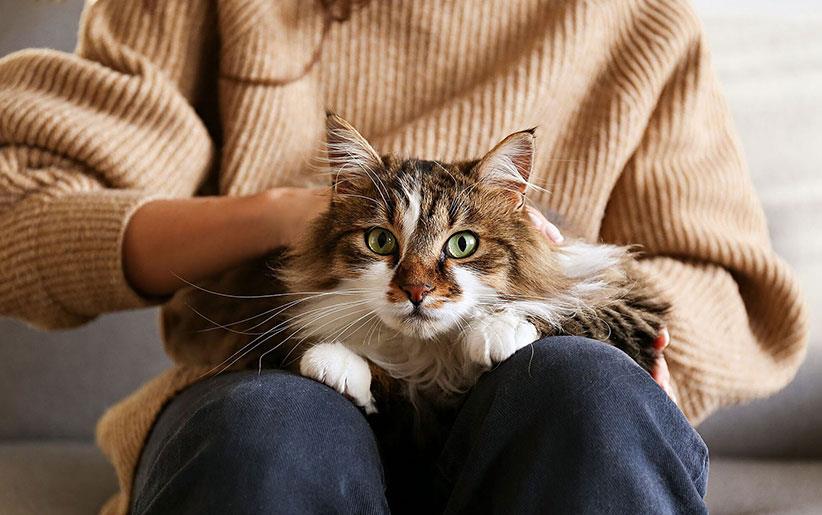  گربه  بگیرید