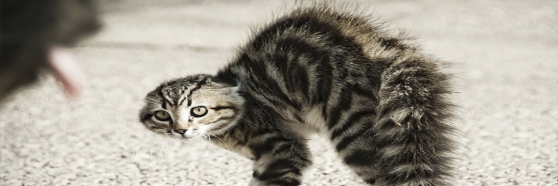 زنده گیری گربخ در لاله زار تهران