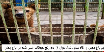    انتقال حیوانات باغ وحش خرم آباد به مکان مورد تأئید محیط زیست