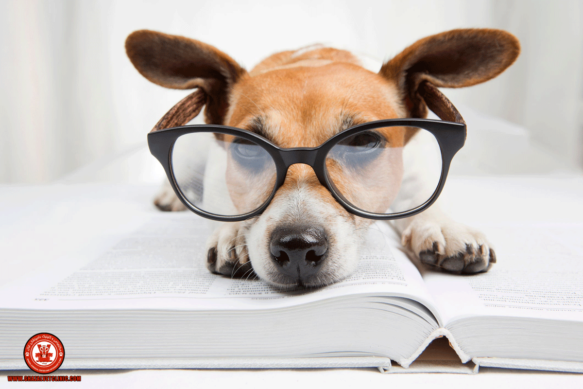 آموزش زنده گیری گربه