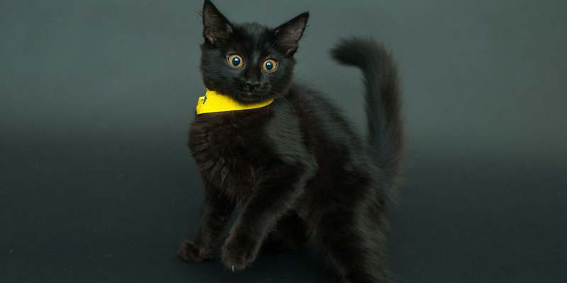  آموزش زنده گیری گربه