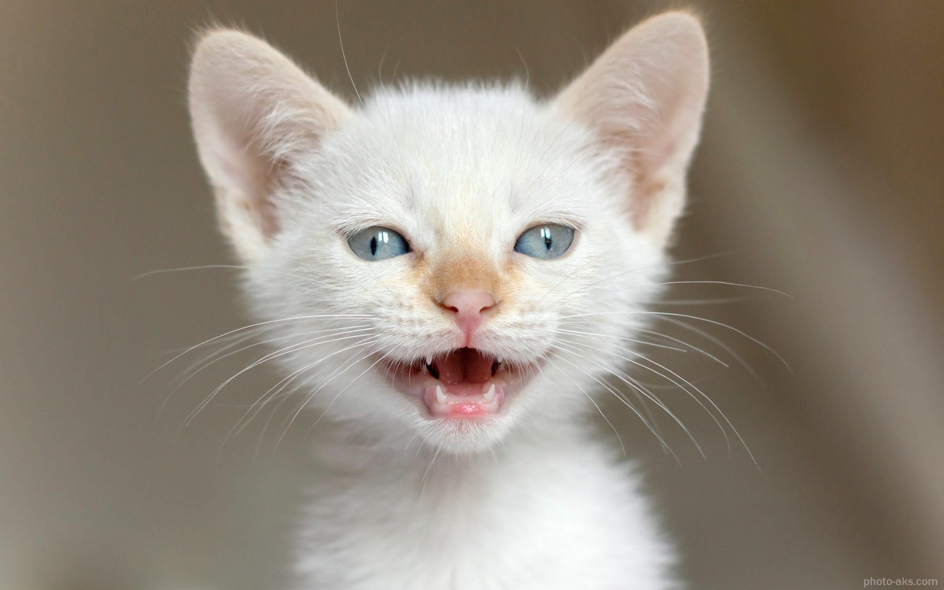 امداد حیوانات - زنده گیری گربه و سگ اتیلا