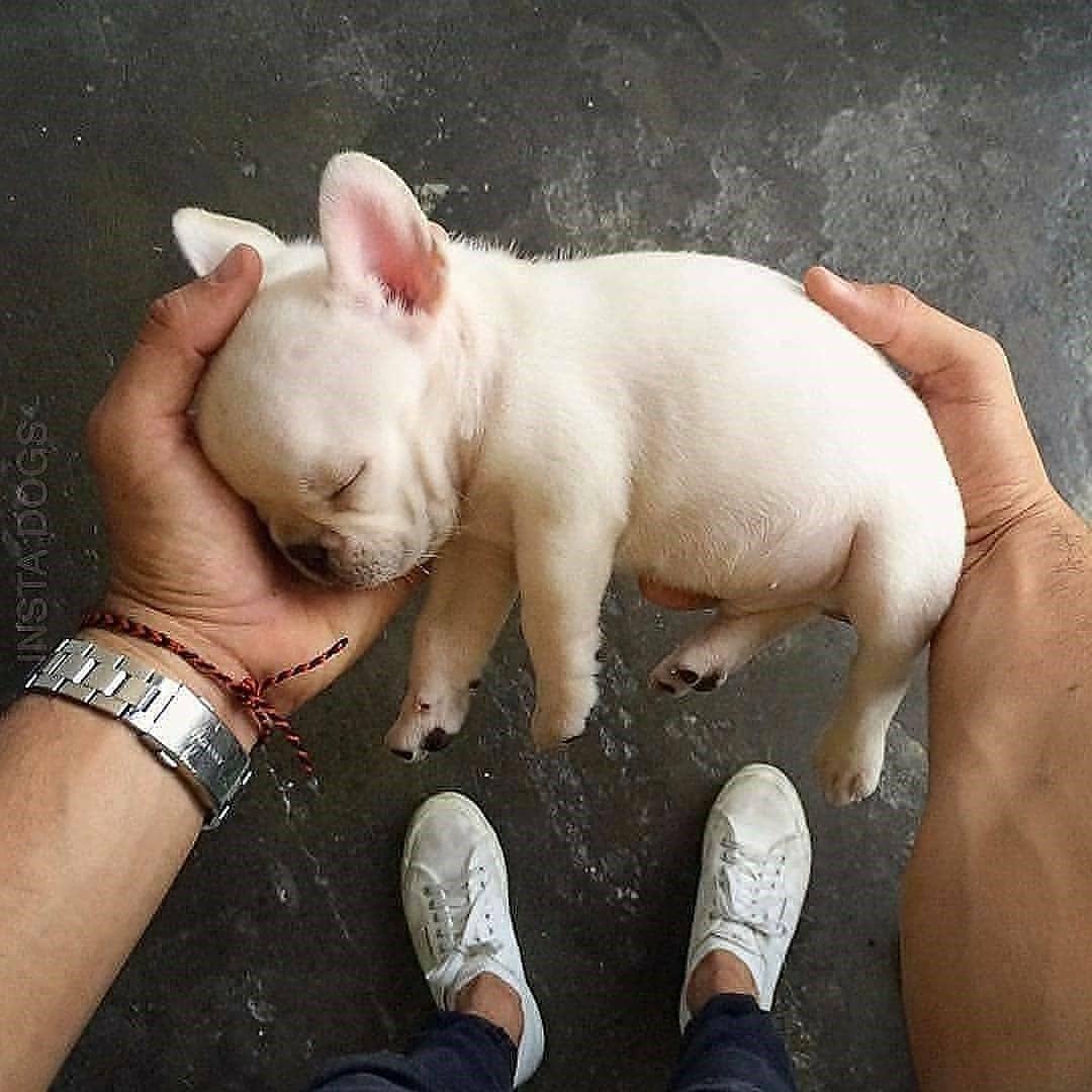 دانستنی حیوانات - آیا شما فکر می‌کنید که نیاز به یک حیوان خانگی دارید؟                                       