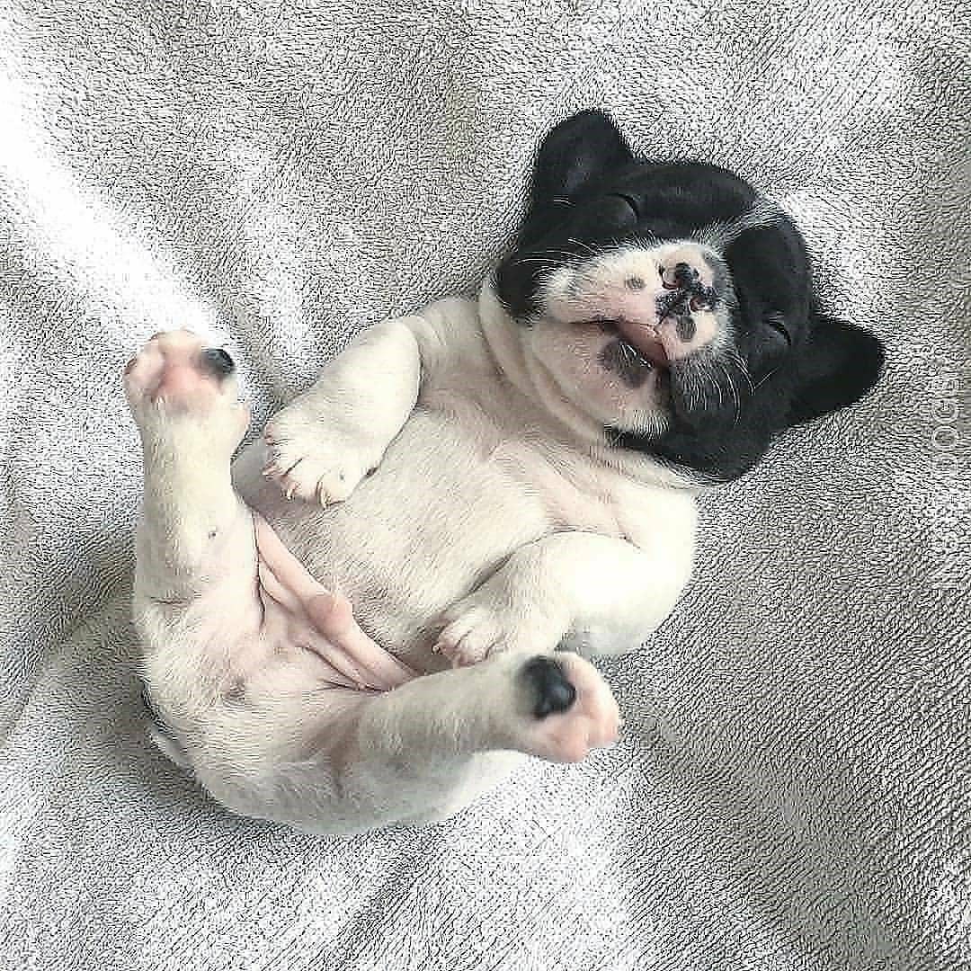   رفتاری که باعث می شود احساس سگ   را بدانید!!!