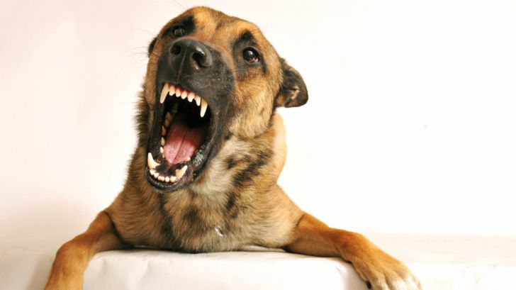 علائم خشونت در سگ