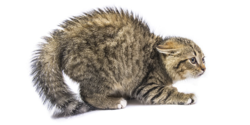 ارشیو زنده گیری سگ و گربه -  زنده گیری و آموزش زنده گیری حیوانات شهری با اتیلا