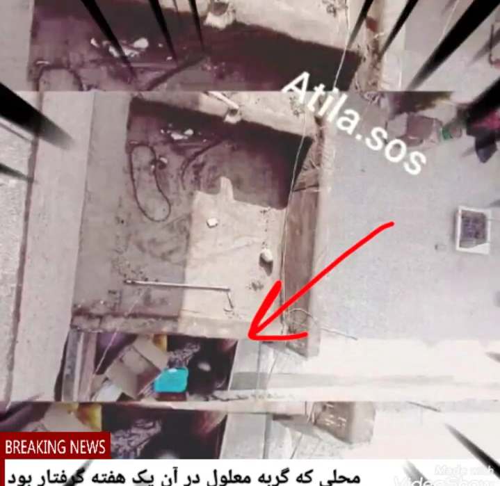 زنده گیری و دفع  حیوانات شهری 