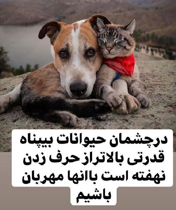  زندگیری گربه با اتیلا