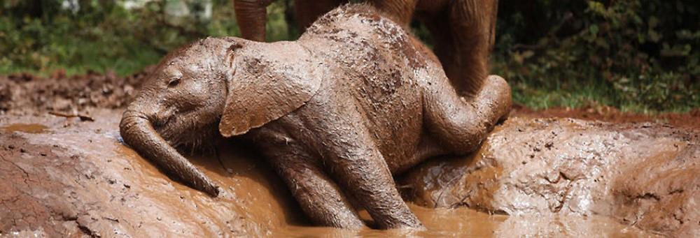 دانستنی حیوانات