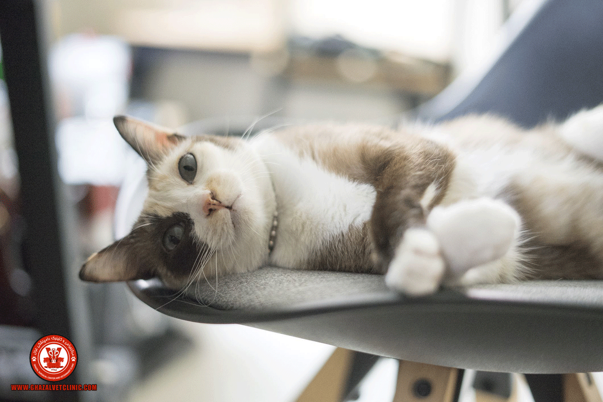 بیماری های گربه